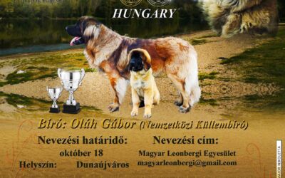 Leonbergi Klub Kiállítás
